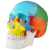 沪教 人体头骨模型 骨骼 医学教学模型教具 自然大彩色头骨模型