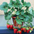 九月生草莓种子盆栽DIY趣味儿童种植盆栽花卉植物幼儿园开学季礼物
