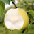 正宗新鲜酥梨当季水果安徽砀山梨 5斤优选装200g+(净重4.4-4.5斤)