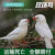 宠以沫珍珠鸟活体宠物灰白珍珠十姐妹保姆种鸟一对繁殖小幼鸟袖珍鸟 灰色一对2个月+笼子
