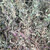 有仁堂散血草贵州大山新鲜野牲白毛夏枯草中草药材破血丹退血草白头翁