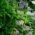 孙凯（SUNKAI）鲜活苔藓青苔藓 微景观植物盆景生态瓶diy绿植水陆缸假山盆栽盆景 葡灯藓一盒15x8cm