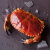 鲜京采 英国熟冻面包蟹400g-600g/只*1 母蟹 螃蟹