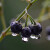 寿禾 黑悠悠种子龙野葡萄葵果食用中药四季春夏季家庭种植野果种籽 紫黑野葡萄种子500粒