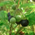 寿禾 黑悠悠种子龙野葡萄葵果食用中药四季春夏季家庭种植野果种籽 紫黑野葡萄种子500粒