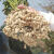 24年新花生种子高产罗汉果原种花生米早熟矮杆抗病花生带壳 华一罗汉纯手工扒米1斤