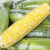 鲜指南（Xian Zhi Nan）玉米 产地新鲜直发水果玉米 9斤装