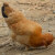 百年栗园 北京油鸡老母鸡1.25kg/袋 密云山林谷饲科学养殖 孕妇佳选鸡肉 日龄500天