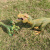 壹盒惊喜 恐龙玩具 雷克斯暴龙+伶盗龙 创意儿童节礼物益智类科教玩具侏罗纪百科仿真动物塑胶模型