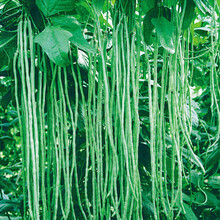 特长种子 蛇豆种子 蛇瓜种子 蔬菜种子 庭院种植