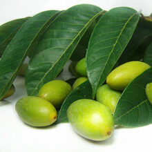 青橄榄\青果\药用檀香 1斤\/份 慢性炎症|去胎毒|