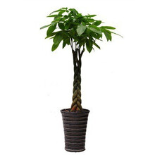 北京客户鲜花绿植 【行情 价格 评价 正品行货】