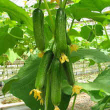 蔬菜种子 豆角种子组合 八月鲜秋紫豆 芸豆 菜豆