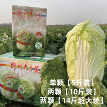 绿源禾心（LVYUANHEXIN）胶州大白菜约4kg2颗礼盒装产地直发顺丰配送叶菜蔬菜火锅食材