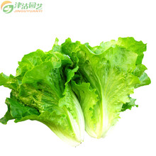 津沽园艺 蔬菜种子 生菜种子 紫菊 花叶生菜 日本结球图片