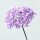 单支浅紫绣球花，杆长55厘米