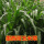墨西哥玉米草种子一斤