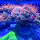 雪花红奶嘴海葵展开尺寸5-7cm