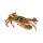 小花盖蟹500g5-8只