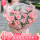 【粉桃梦境】11朵粉玫瑰|dy876