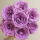 紫玫瑰-20支（不定品种）
