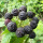 黑树莓树苗