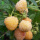 菠萝莓树苗