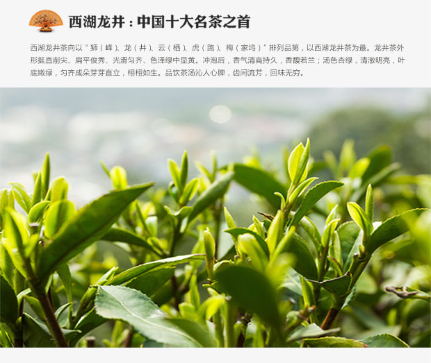 梅府茗家茶叶 2015年新茶 西湖龙井春茶头采 梅家坞精选绿茶 250g古法