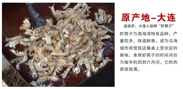 皮皮虾500g 新鲜虾姑琵琶虾 大连海鲜 濑尿虾 鲜活虾爬子海虾【大渔场