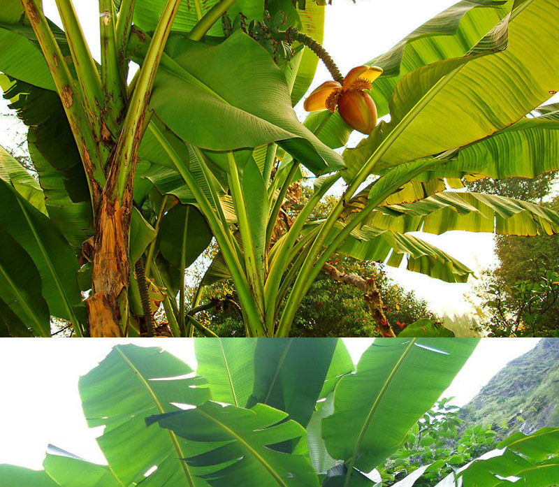 芭蕉树苗芭蕉苗绿天扇仙庭院观赏风景绿化树苗观赏香蕉树南方结果 q5