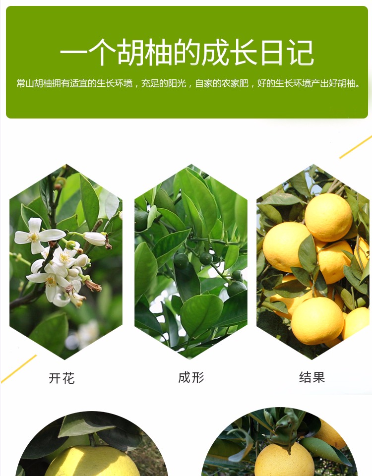 白七爷 正宗浙江衢州常山胡柚 新鲜水果柚子杂交新鲜水果 胡柚 中果10