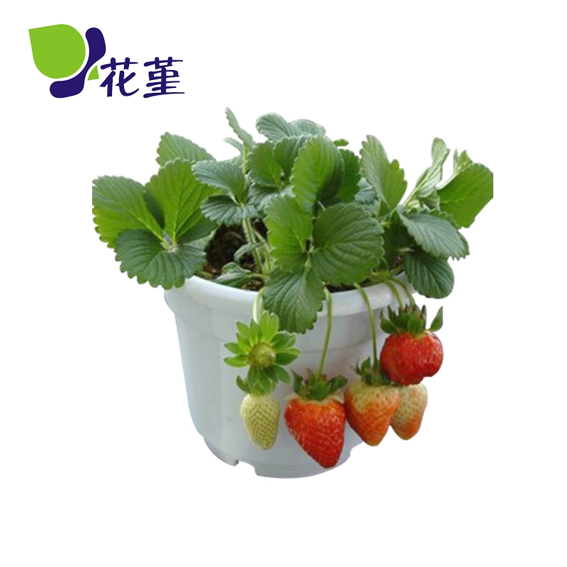 室内盆栽可以种植哪些水果或蔬菜