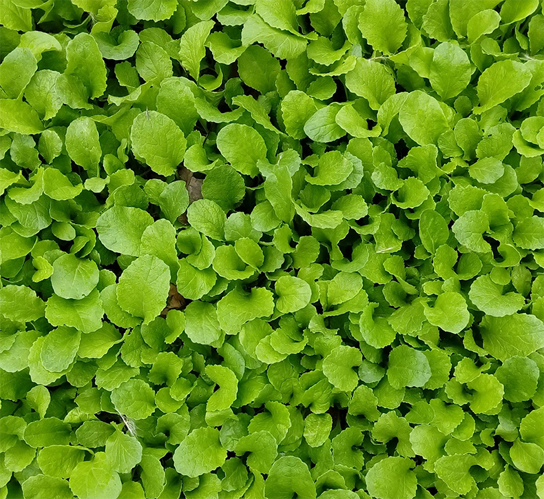 寿禾 四季秋季冬季小白菜种子 奶白菜不结球青菜蔬菜