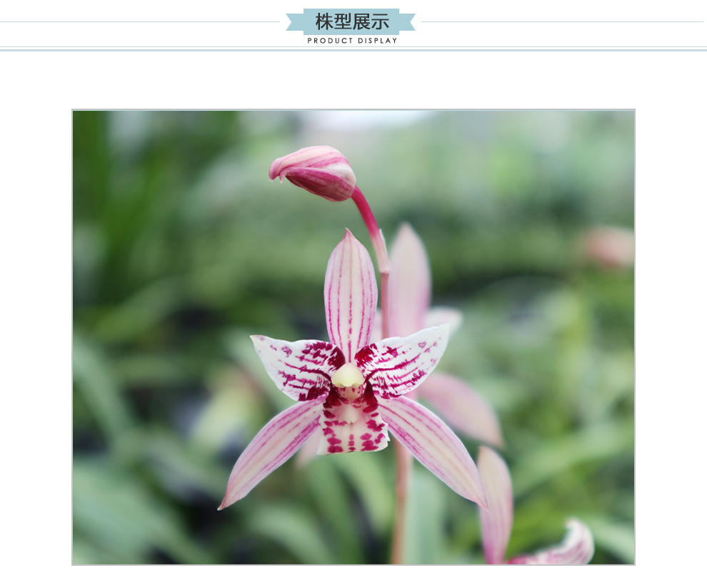 刘阁兰花 夏带花苞出售 建兰四季兰名品 红猫蕊蝶 红花三星蝶兰花苗