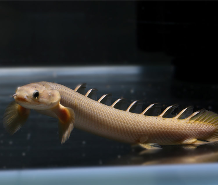 鱼珍怪鱼风水鱼热带观赏鱼水族大型鱼宠物活体1129九角恐龙约1215cm