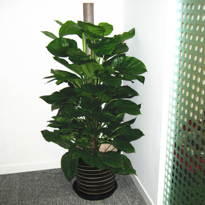 客厅大绿萝|客厅装饰_批发盆栽盆景花卉广州园