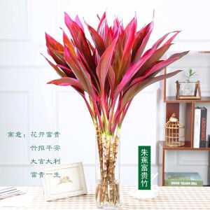 富贵竹水培绿植花卉盆栽鸿运竹70cm10颗