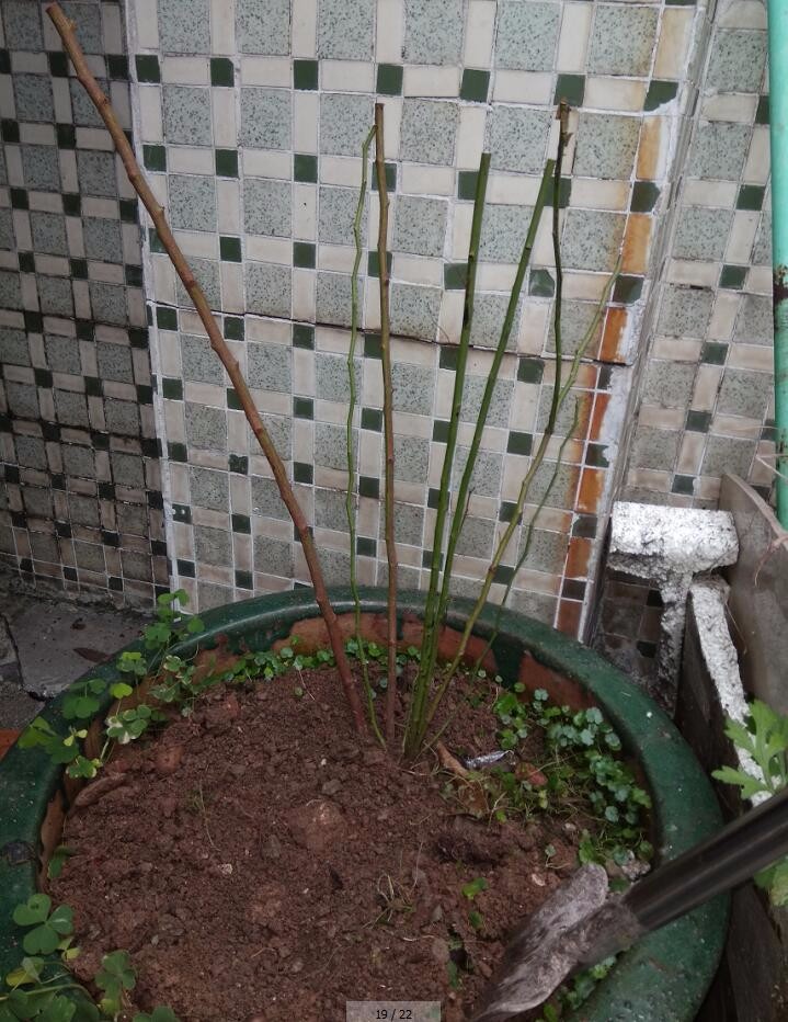 苗 6年大苗 攀爬植物 大花蔷薇 藤本月季 盆栽 