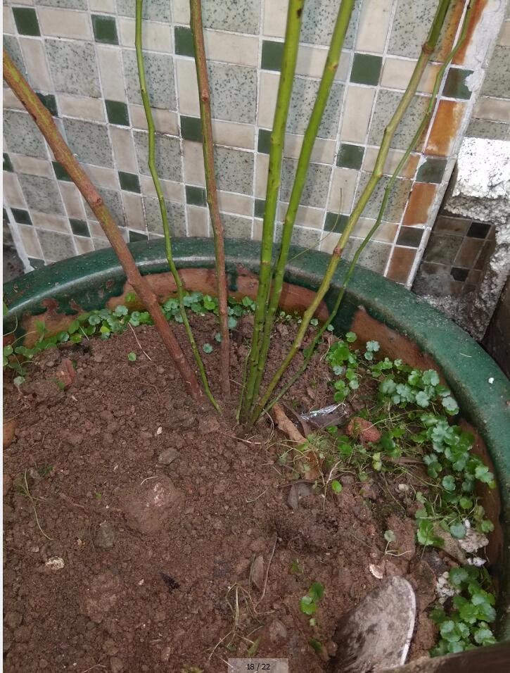 苗 6年大苗 攀爬植物 大花蔷薇 藤本月季 盆栽 