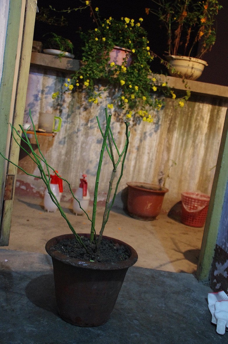 苗 6年大苗 攀爬植物 大花蔷薇 藤本月季 盆栽 