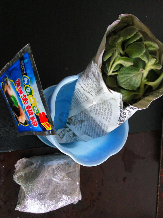 云杨园艺 办公室桌面盆栽绿植多肉 碰碰香一抹