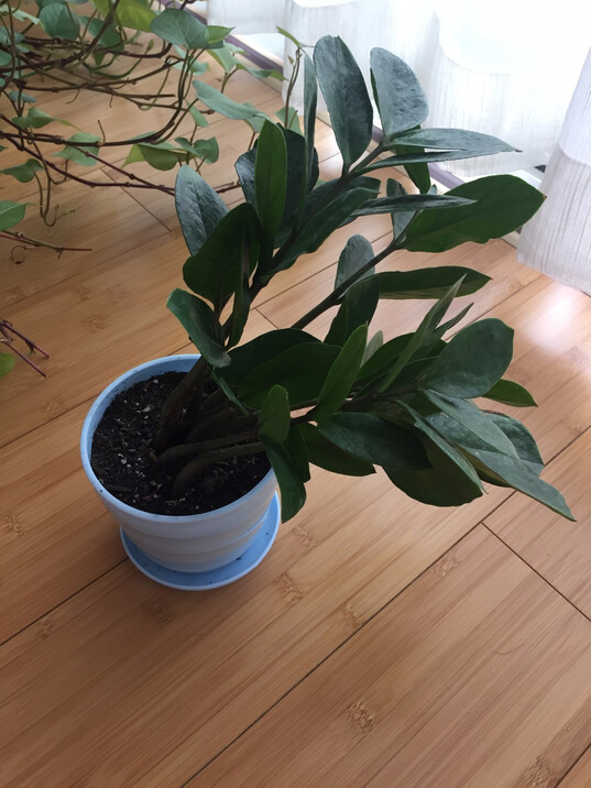 包邮送盆送土 金钱树 摇钱树 办公室内客厅吸甲