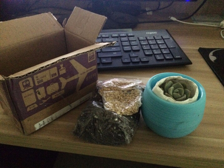 争一黄丽白鸟摇钱树白牡丹黑王子 多肉植物盆