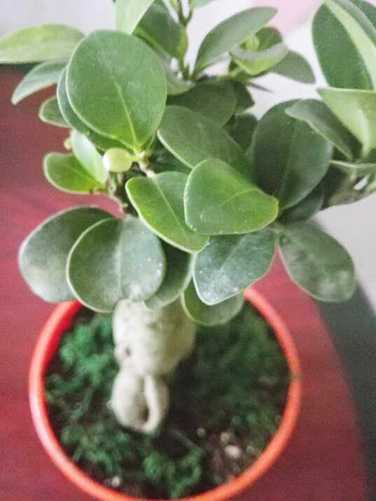 花语传情 康乃馨 六月雪 小榕树花苗花卉绿植盆