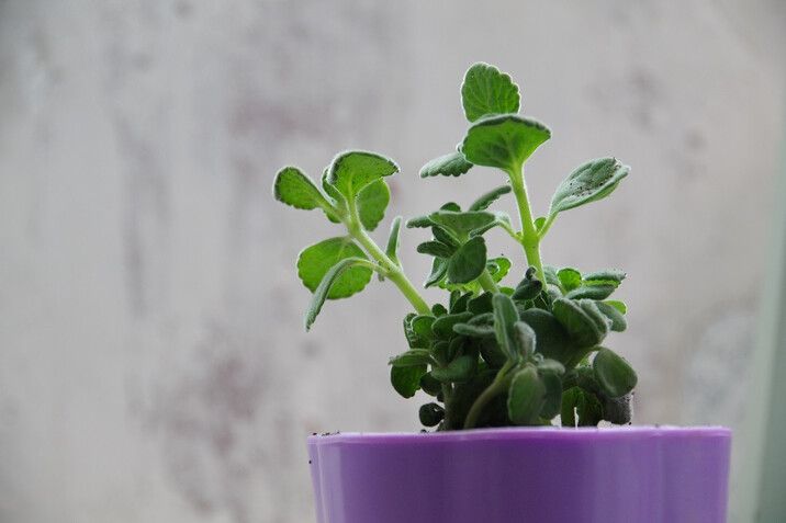 云杨园艺 办公室桌面盆栽绿植多肉 碰碰香一抹