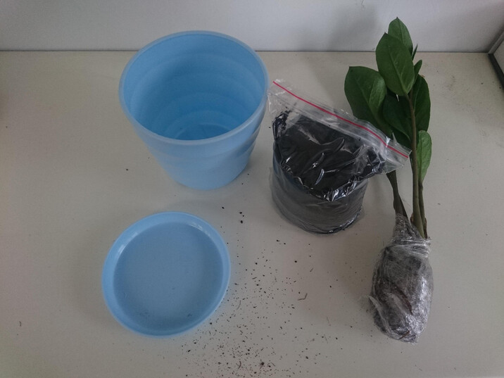 包邮送盆送土 金钱树 摇钱树 办公室内客厅吸甲