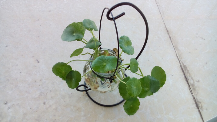 盆栽花卉绿植 铜钱草 微景观水培植物套餐 绿萝
