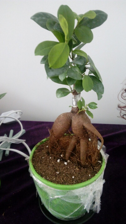 花语传情 康乃馨 六月雪 小榕树花苗花卉绿植盆