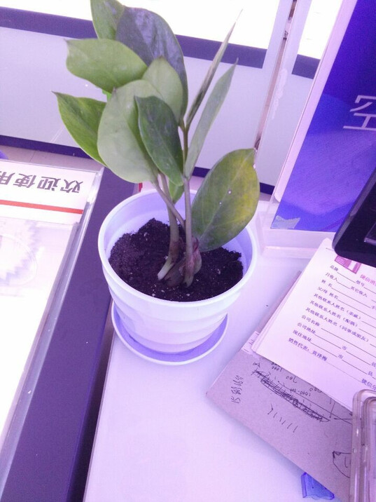 包邮送盆送土 金钱树 摇钱树 办公室内客厅吸甲