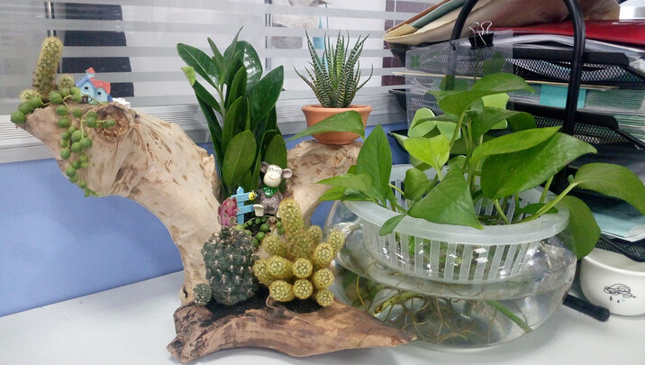 芙洛拉 东北山脉草炭 有机土盆栽植物营养土 多